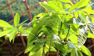 招财树的除虫方法 招财树的除虫方法有哪几种