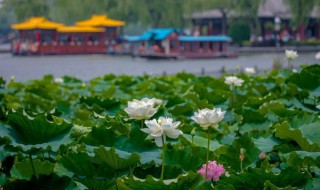 映日荷花别样红写的是什么时间 映日荷花别样红描写的是哪个季节的