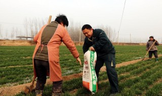 复合肥能抛洒在地面上施肥吗? 复合肥能直接撒在地上吗