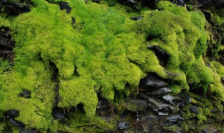 青苔怎么种 花盆青苔怎么种