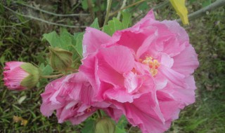 木芙蓉花的功效与作用及食用方法 木末芙蓉花作用