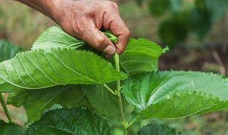 5月份鲜桑叶的食用方法 新鲜桑叶做菜的功效与作用