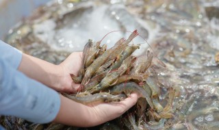 青椒炒白虾的做法步骤视频 青椒炒白虾的做法步骤