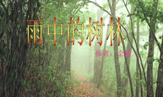 雨中的树林介绍 雨中的树林介绍作文