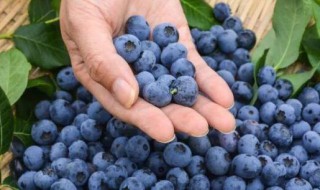 蓝莓一天吃多少为宜可以吃一盒吗 吃了一个月蓝莓皮肤变好了