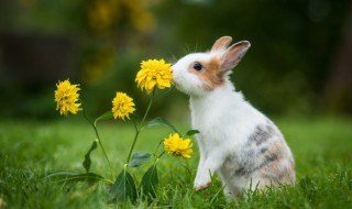 兔子英文怎么读音 兔子英文怎么读音发音的