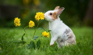 兔子怎么跳描写 兔子怎么跳的形容词