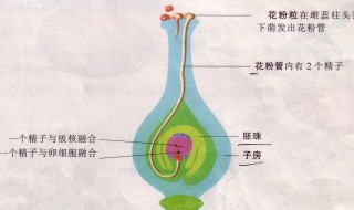 被子植物生殖过程需要水吗 被子植物生殖过程