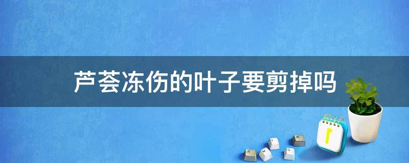 芦荟冻软了叶子能剪掉吗 芦荟冻伤的叶子要剪掉吗