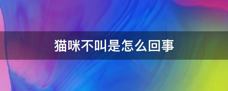 猫咪不叫是什么情况 猫咪不叫是怎么回事