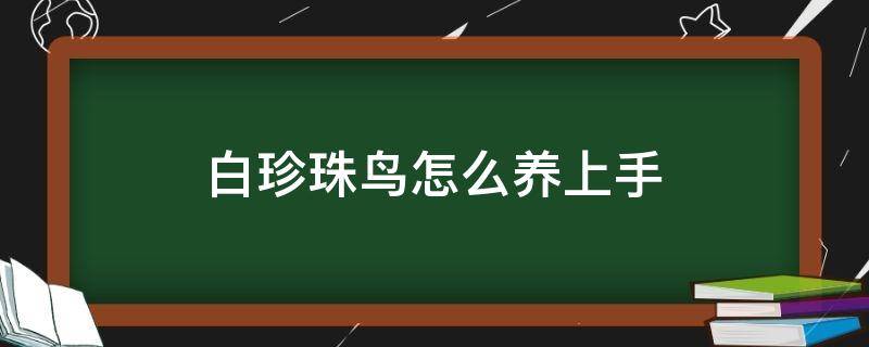 白珍珠鸟怎么养繁殖快 白珍珠鸟怎么养上手