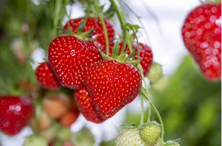 北京通州摘草莓的地方 北京通州区草莓采摘园有哪些