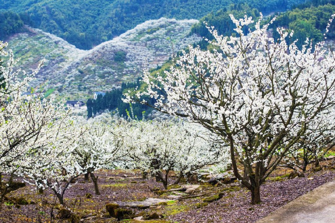 2023渝北印盒李花生态旅游区门票价格 渝北印盒李花节