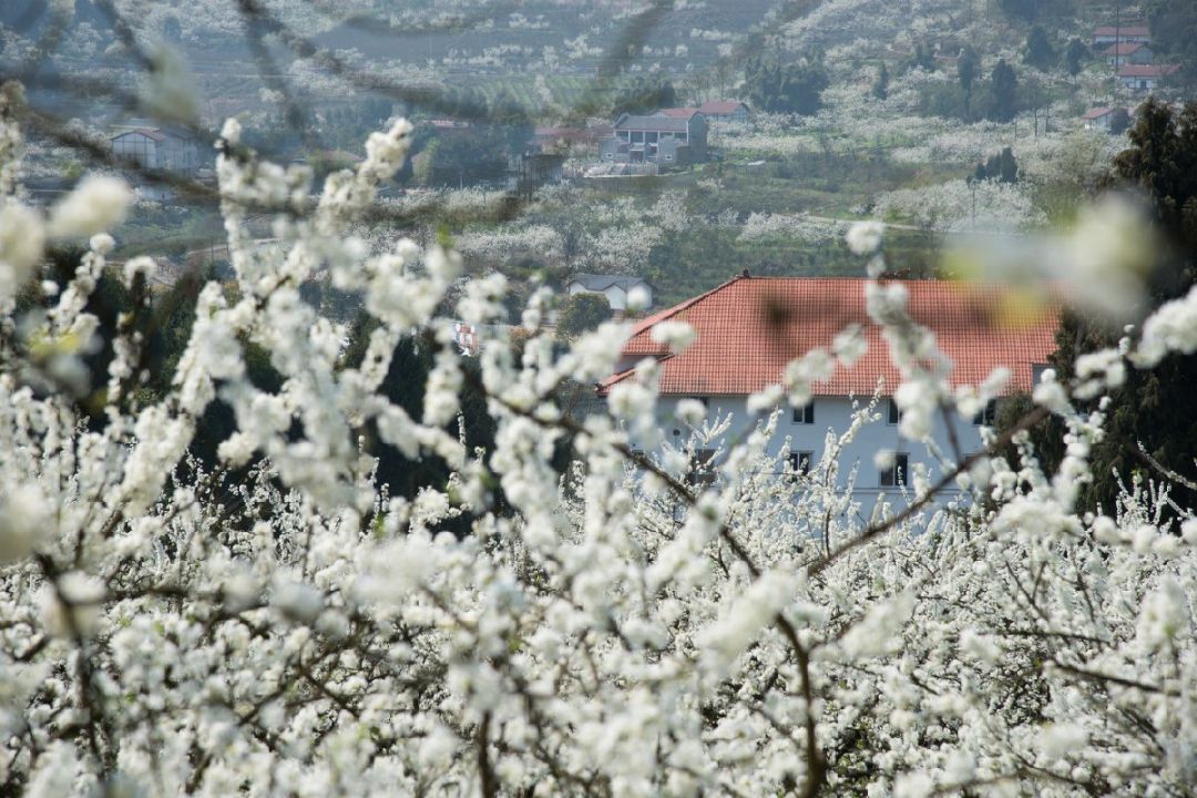 渝北印盒李花生态旅游区怎么坐车 渝北印盒李花开花时间2021年