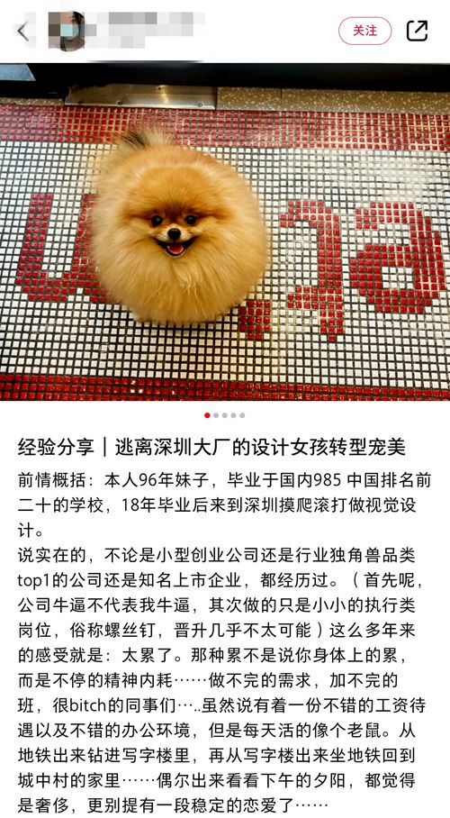 985高校女大学生裸辞深圳大公司：宁给宠物做美容，不愿“心累”搞设计