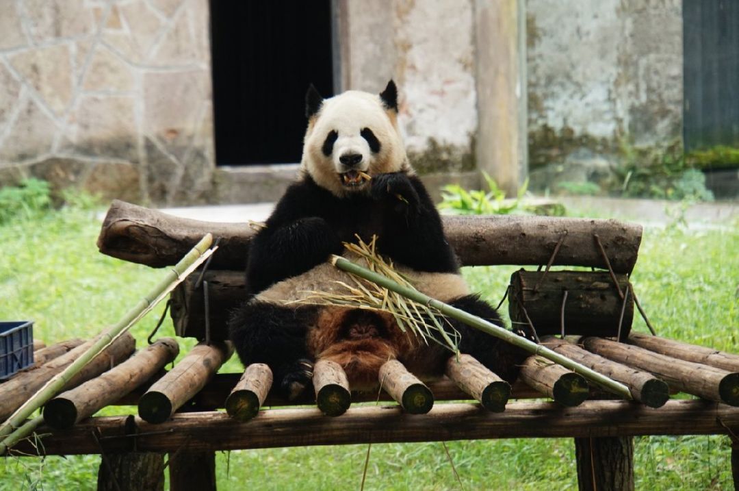 重庆动物园熊猫什么时候出来活动 重庆动物园的熊猫叫什么名字