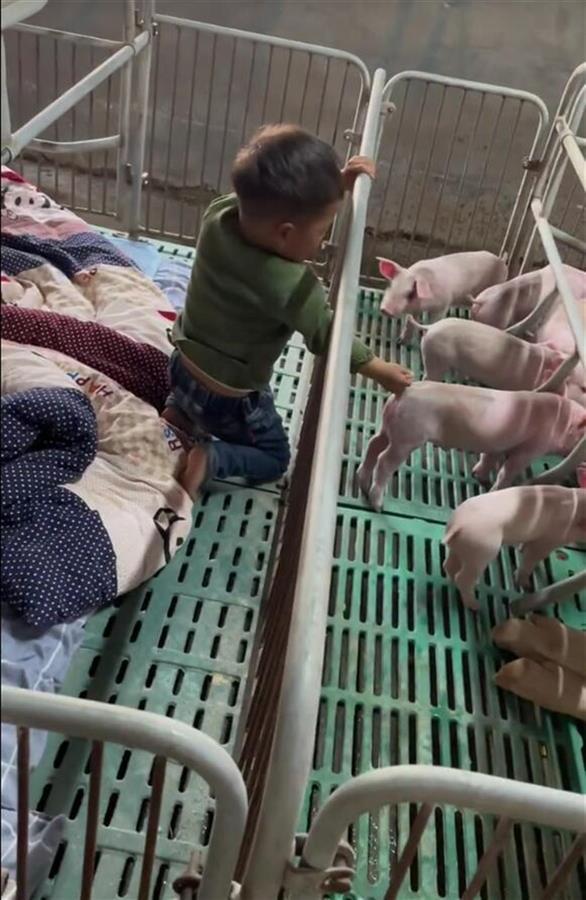 95后爸爸在猪圈给娃搭床：照顾儿子又养猪很辛苦，但至少能陪孩子