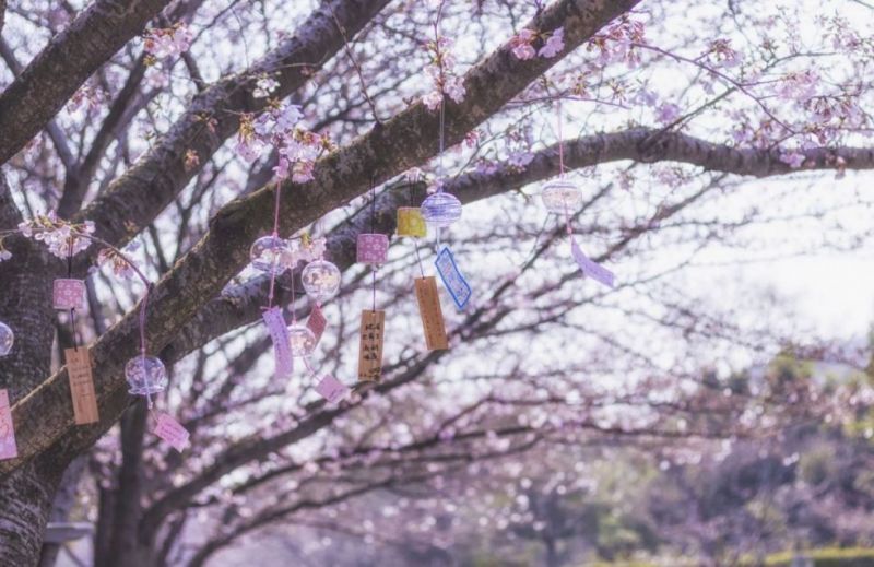 绍兴樱花谷在哪里？ 绍兴樱花谷在哪里