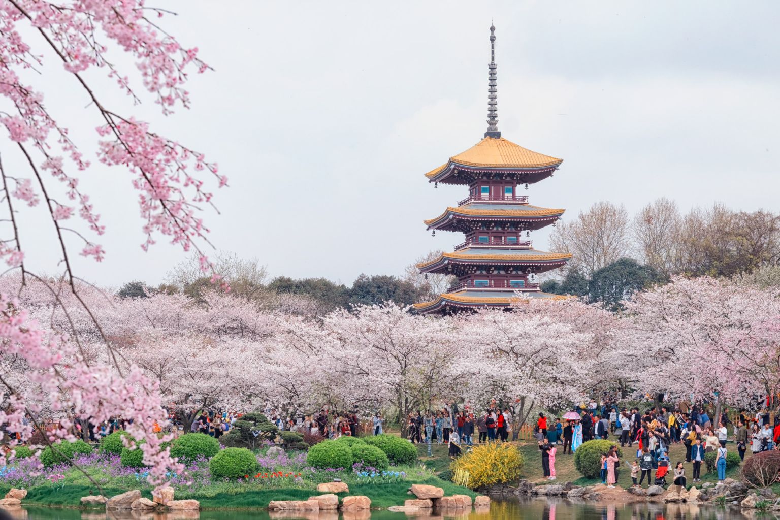 武汉哪条路适合赏樱花？ 武汉赏樱花的地方有哪些