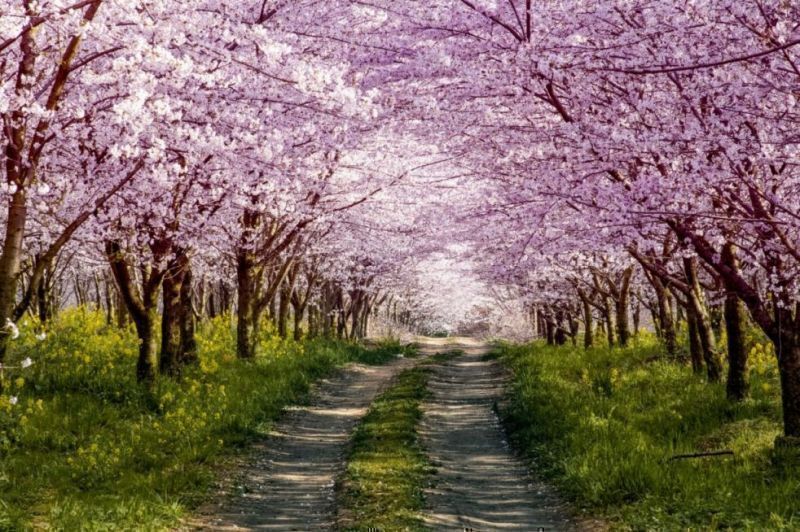新昌樱花节在什么地方 绍兴新昌县樱花哪里的好看？