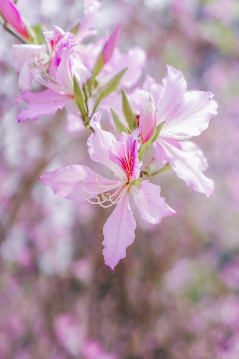 横琴花海是什么花 2023横琴3月赏花地点推荐