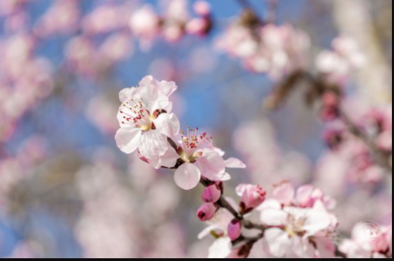 北京中山公园赏花时间+位置 北京中山公园看花