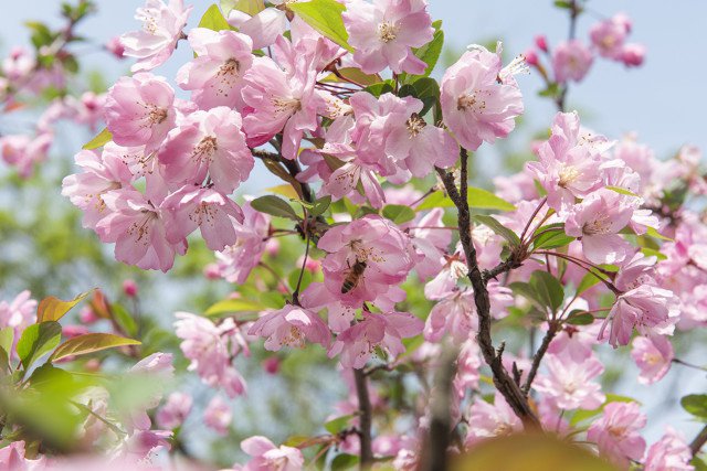 北京中山公园赏花时间+位置 北京中山公园看花