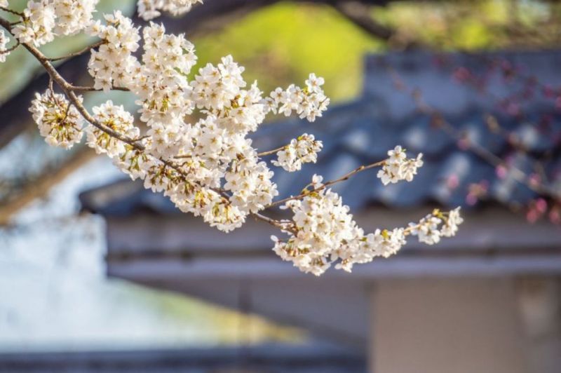 上虞樱花谷樱花开了吗 2023年绍兴上虞樱花谷嘉年华游玩攻略