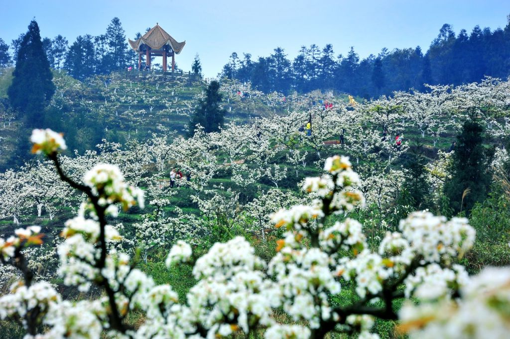 渝北放牛坪景区门票 重庆渝北放牛坪景区周边农家乐电话