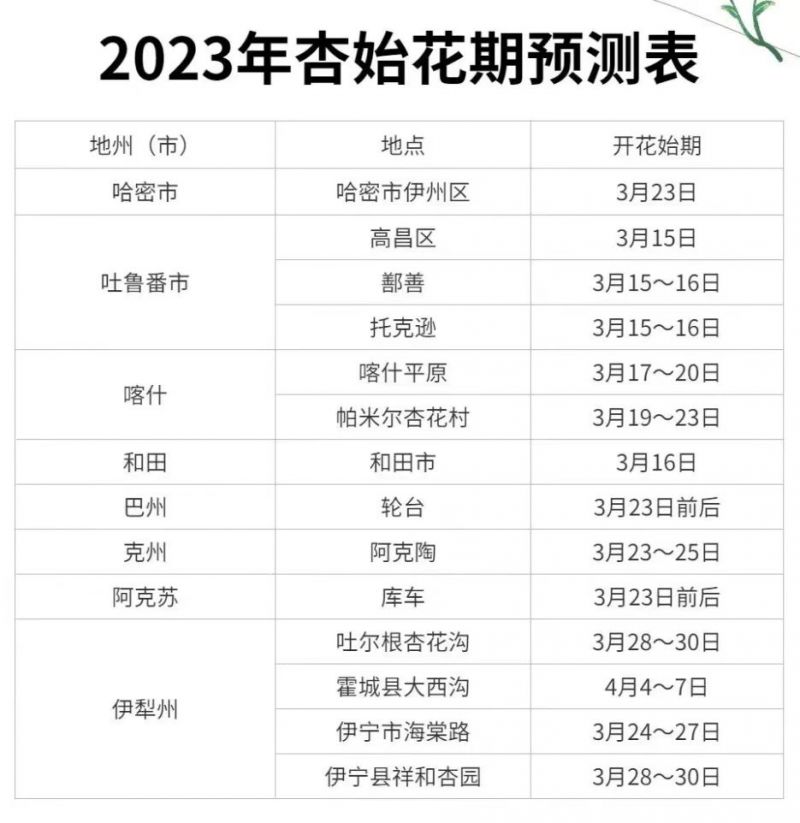 2021年新疆杏花什么时候开 2023年新疆杏花始花期时间表