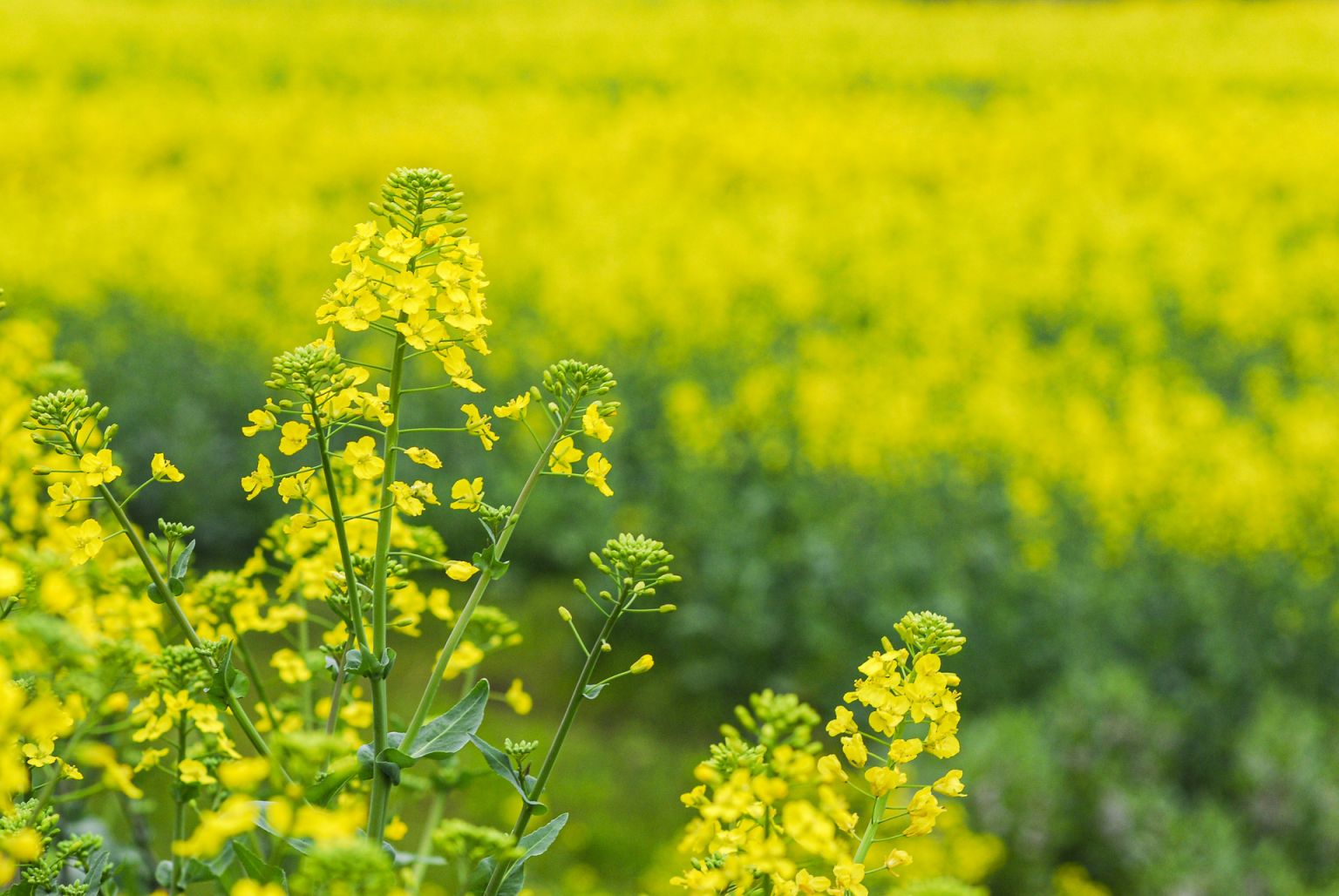 涪陵赏花 2023涪陵看油菜花的地方有哪些