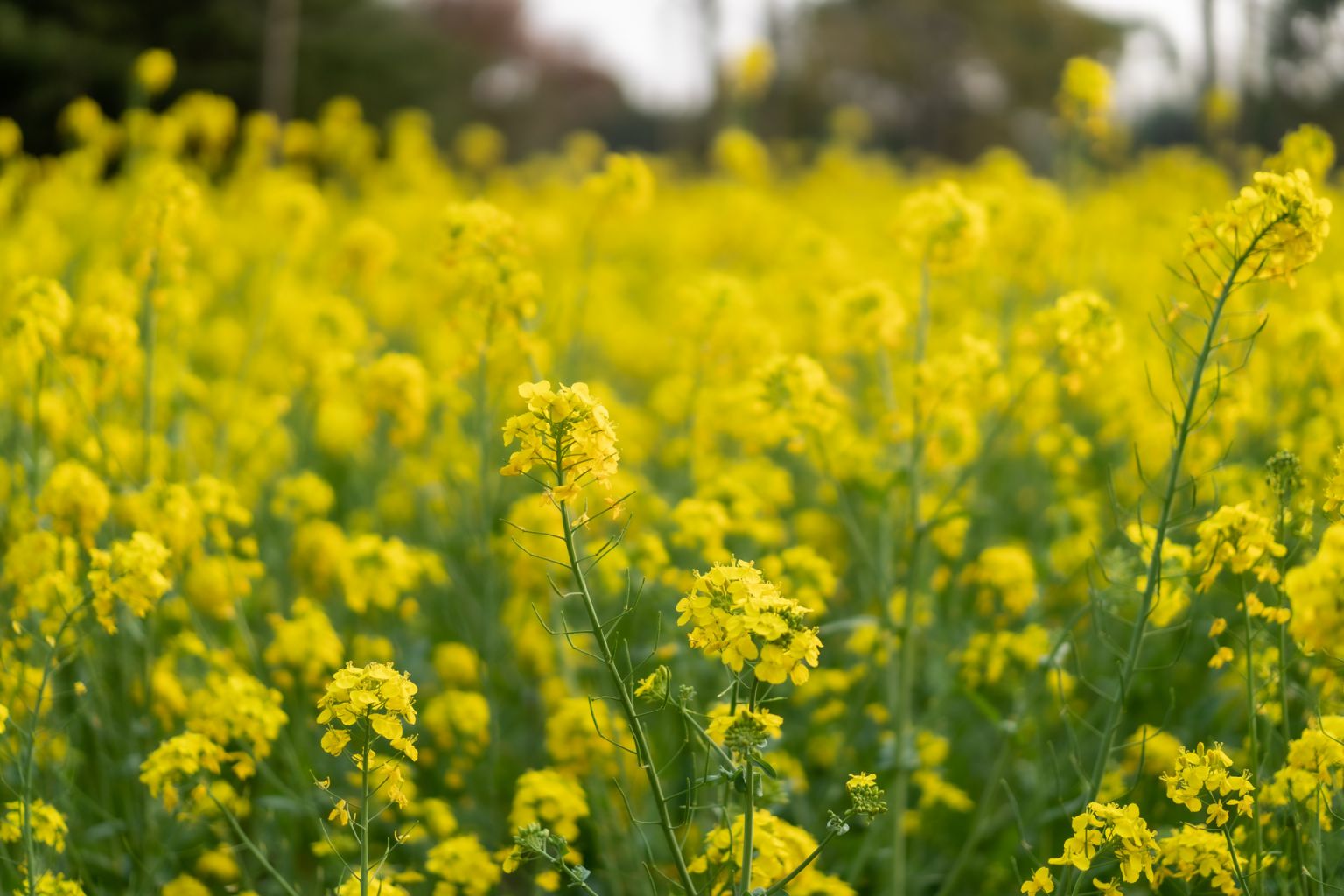 2023重庆云阳栖霞油菜花花期+地点+攻略