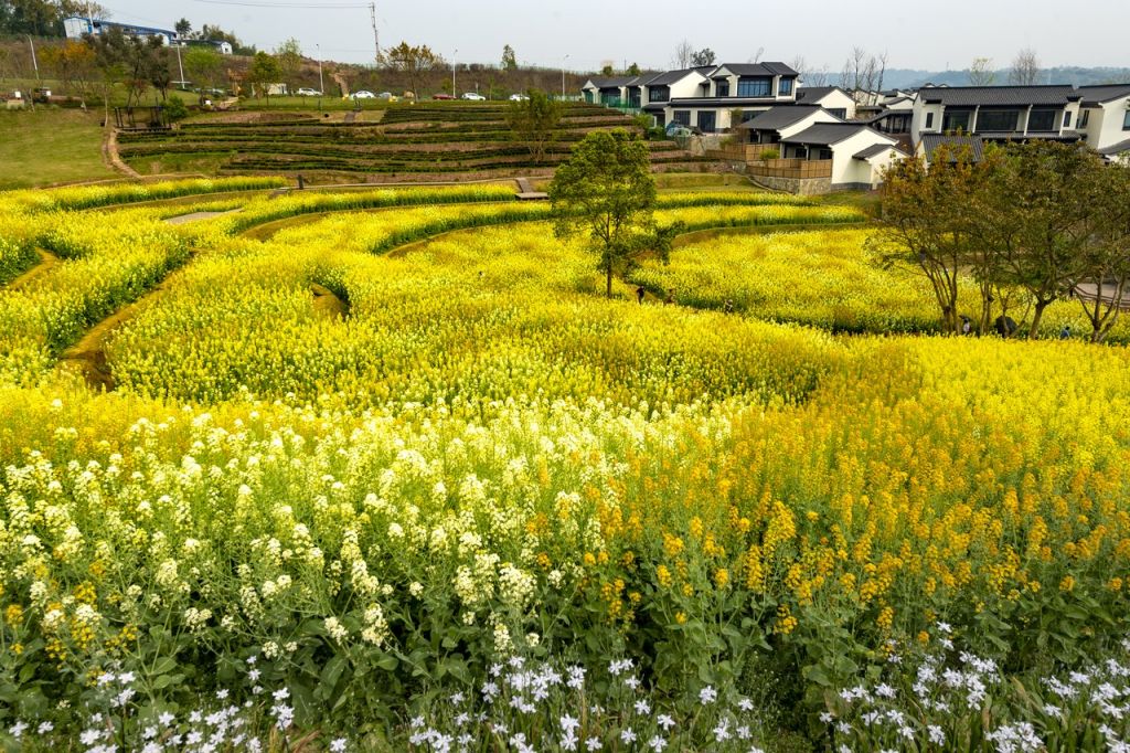 2023重庆蓝城两江田园牧歌油菜花花期+门票+交通路线