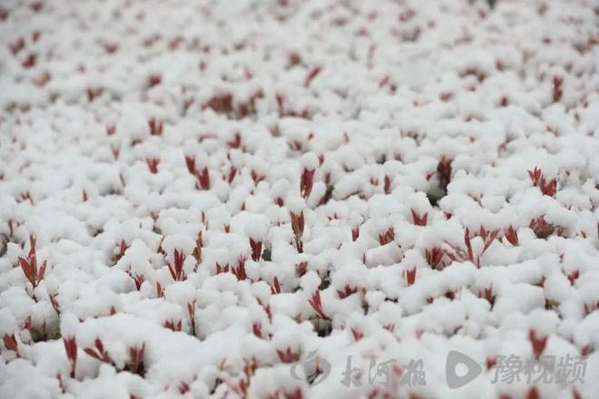 河南多地迎雨雪！专家：这场“及时雨”能为全省节省10亿元左右灌溉费