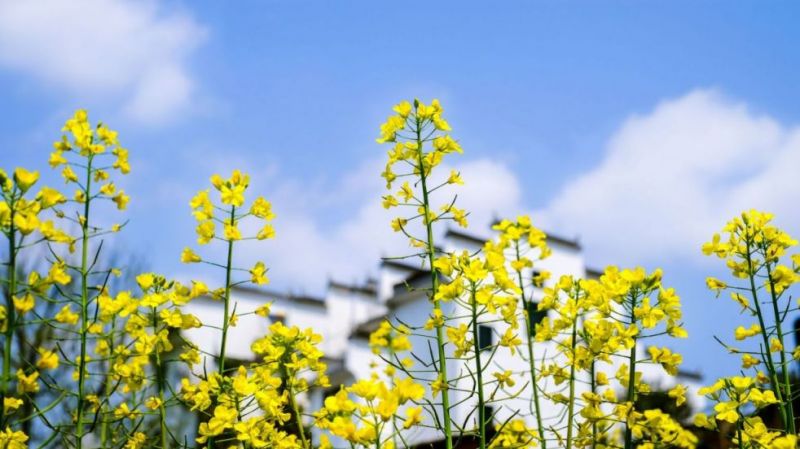 绍兴油菜花最美的地方 绍兴油菜花去哪里看？