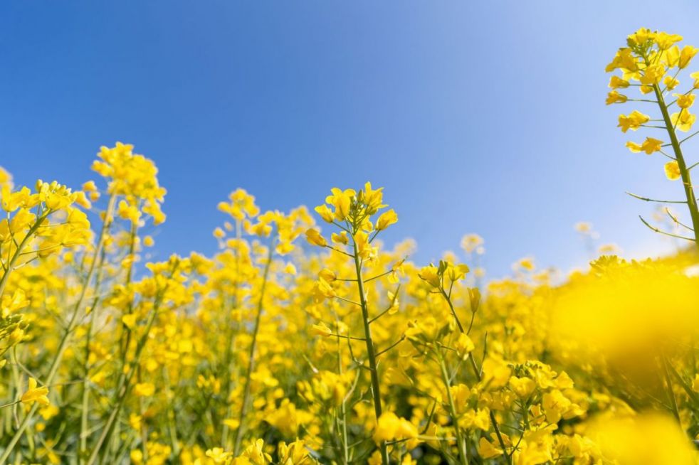 绍兴油菜花最美的地方 绍兴油菜花去哪里看？