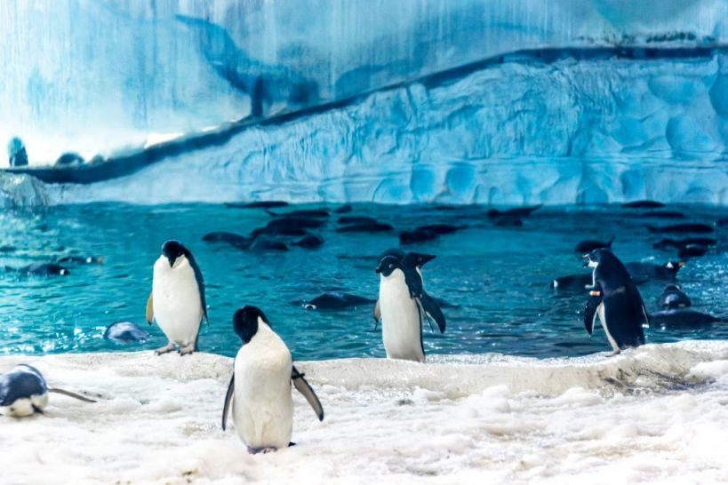 珠海长隆海洋王国企鹅馆暂停开放了吗2023
