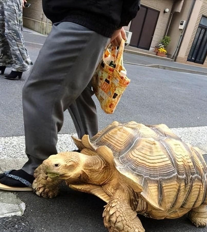 12年男子捡到&quot;只吃菜的乌龟&quot;，养了7年发觉异样，警方把乌龟带走