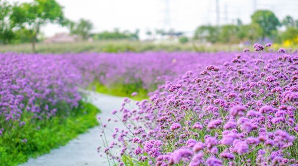 2023年惠州仙眷花洲花海公园沙澳花海能看什么花？