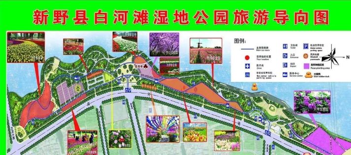 新野白河湿地公园郁金香 新野县白河公园郁金香在哪个位置