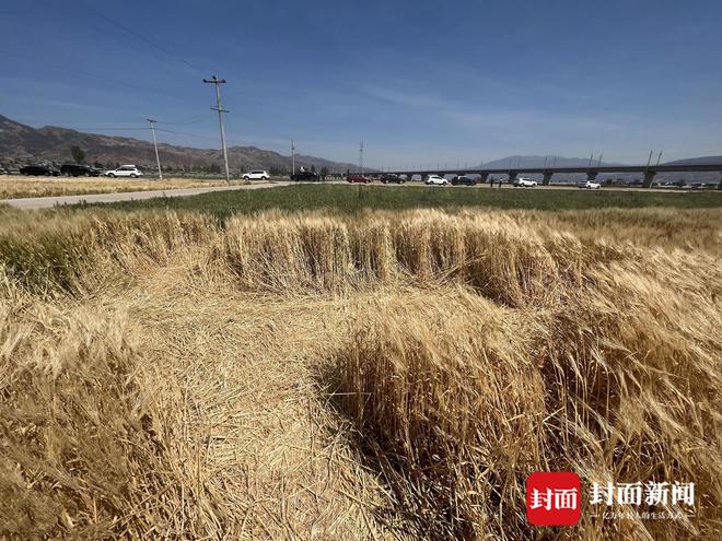 西昌有麦当劳吗 四川西昌一麦田变身网红打卡地后