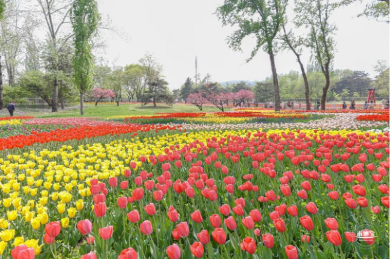 北京永定河郁金香文化节地址在哪里 北京永定河郁金香文化节地址在哪里啊