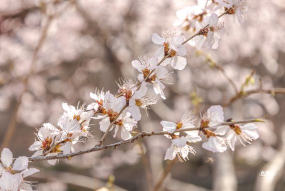 2023年北京平谷区桃花节有哪些活动 今年平谷桃花节还开吗