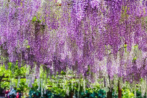 上海浦东新区哪里可以看紫藤花 上海赏紫藤的地方