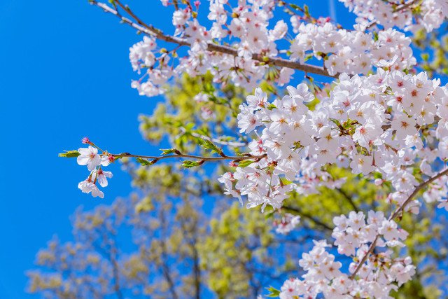 耿丹学院樱花今年对外开放吗 2023年北京耿丹学院樱花什么时候开