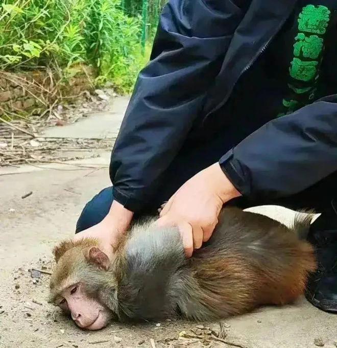 网红猴子被“霸凌”，只能天天水上漂？